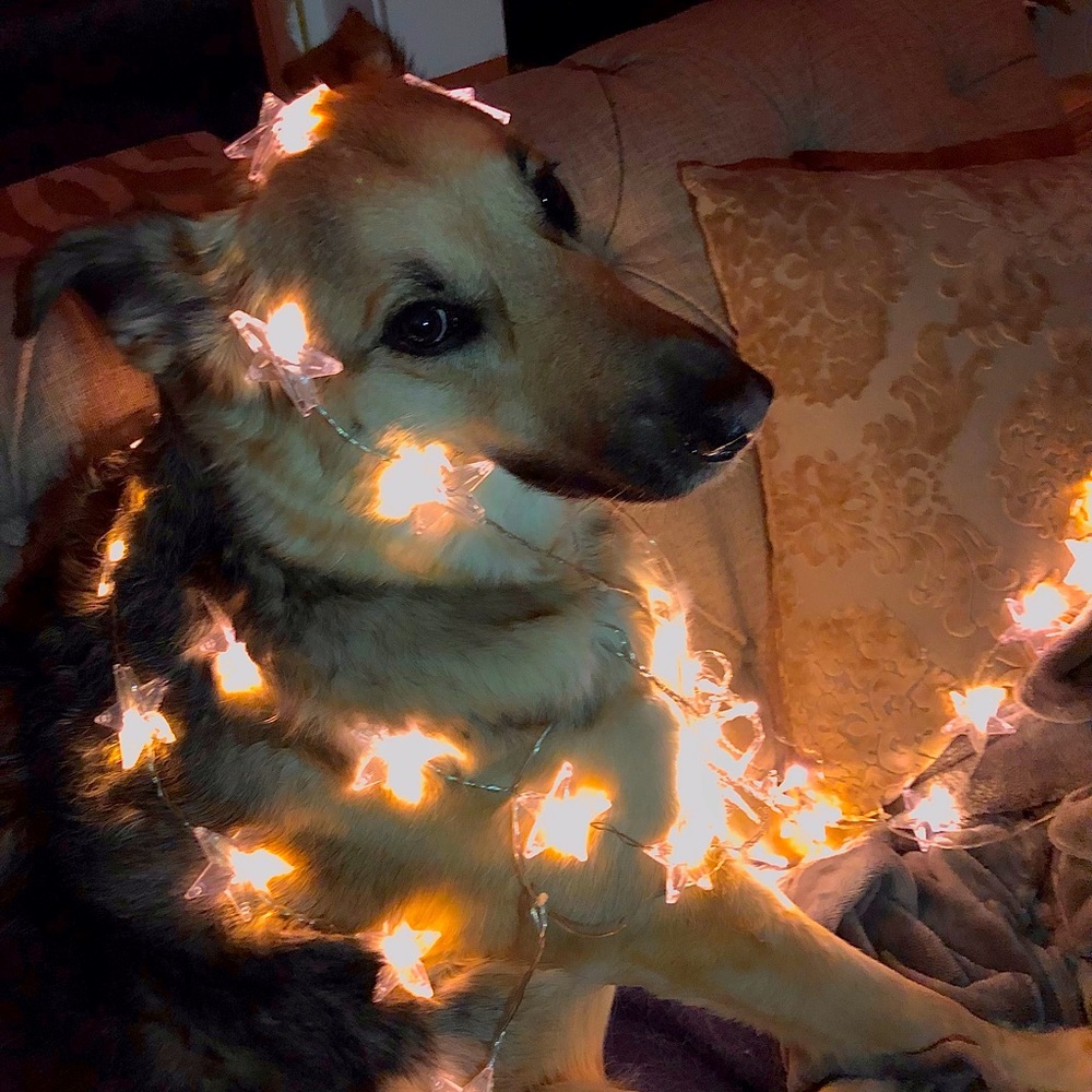 Meet your Posher, Anne